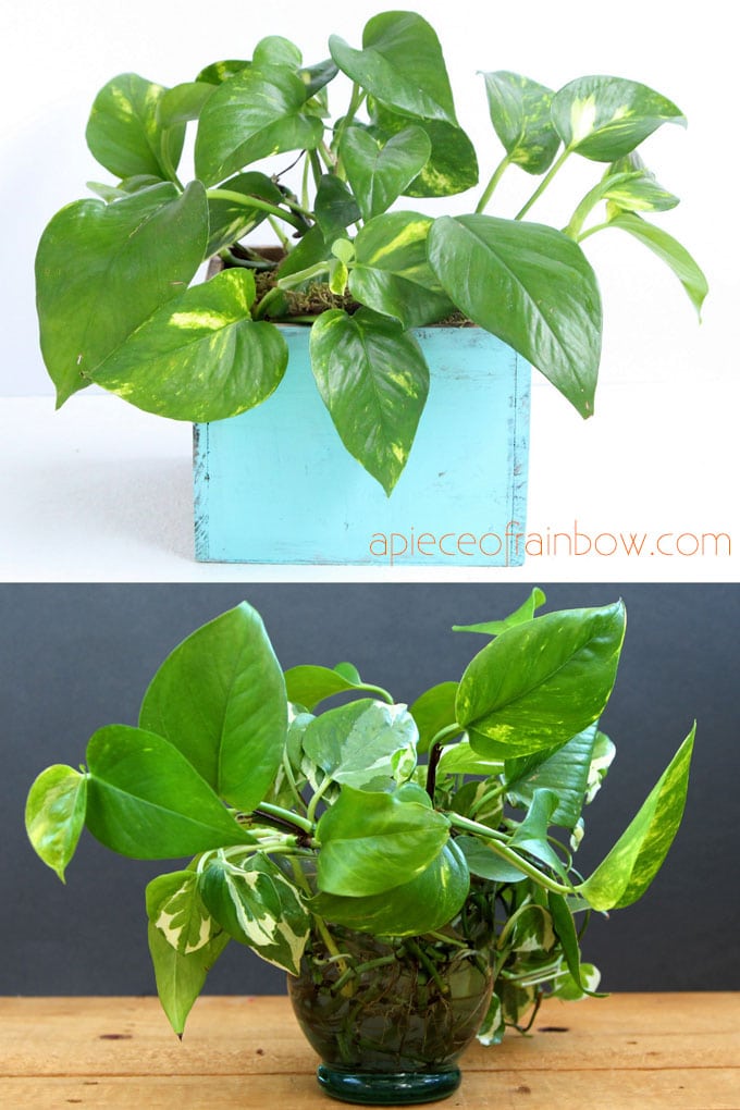 Best hanging houseplants Pathos