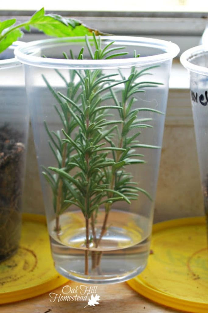 Rosemary stems take roots in water 