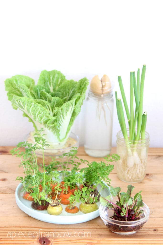 regrowing carrots, green onions aka scallions, cabbage, and beets in water