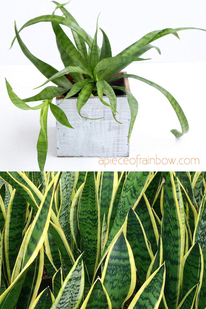 Air Purifying Indoor Plants  Sansevieria aka Snake plant with leaf patterns