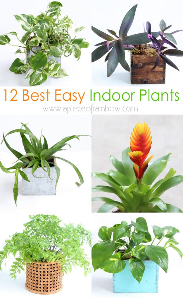 best easy to grow indoor plants, kill-proof houseplants for low light & small spaces