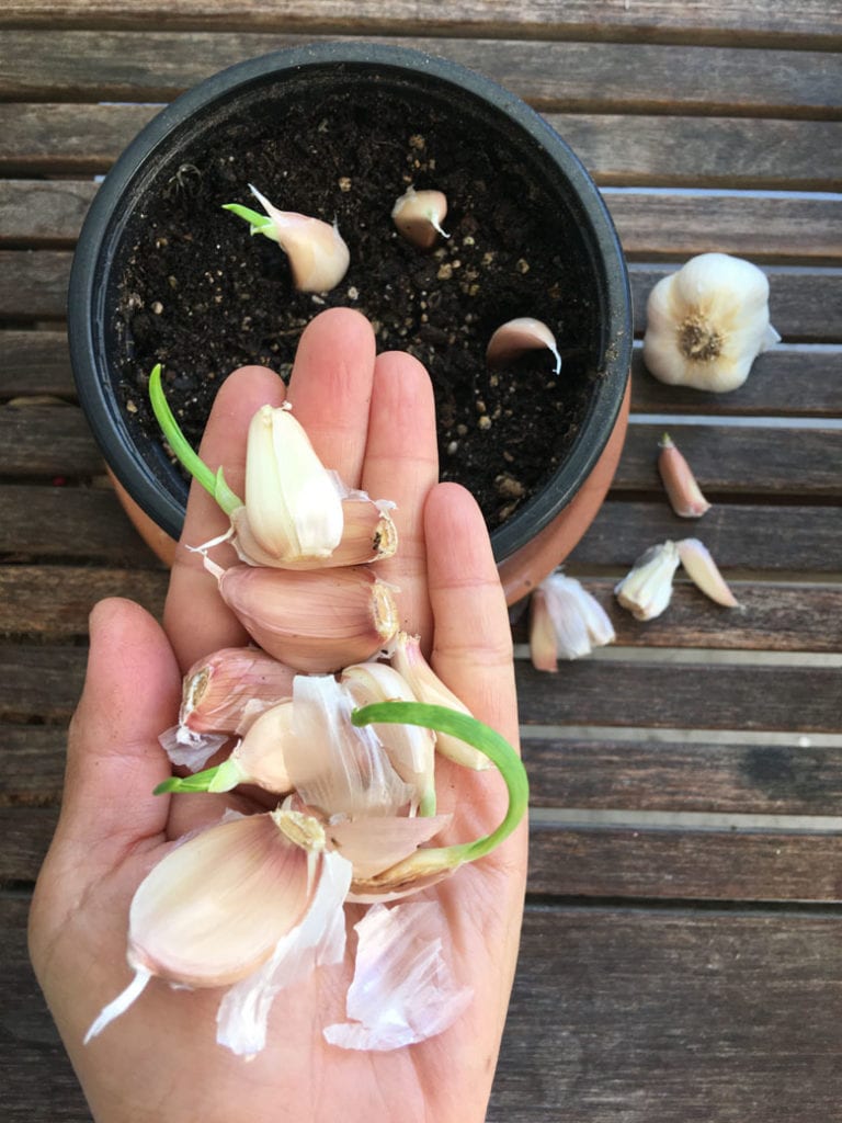 Regrow garlic from a clove
