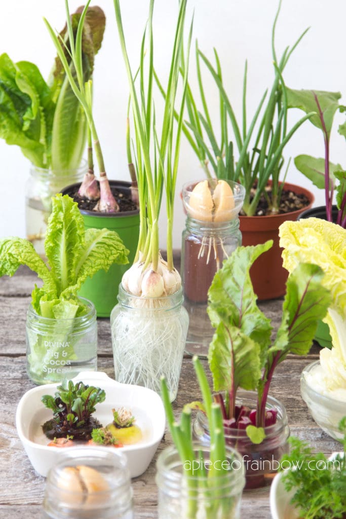 regrow kitchen scraps, great idea for homestead, green living, gardening indoors and outdoors, creative things to do with kids, home school ideas