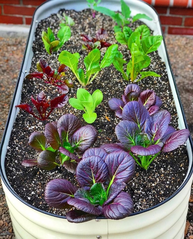 Red Giant Mustard growing in containers