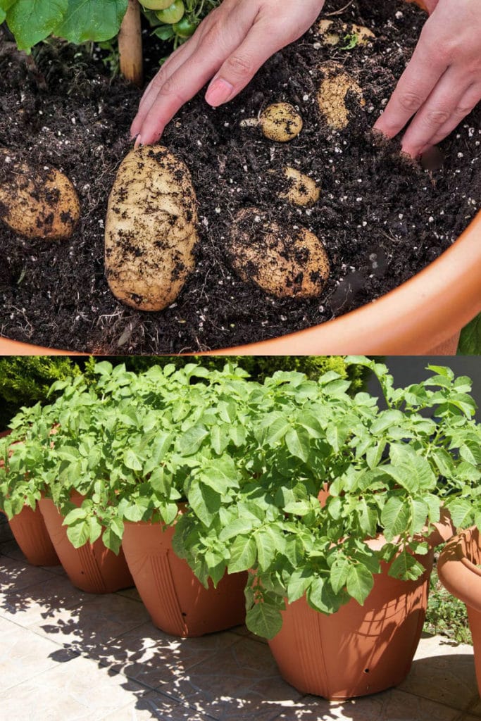 grow potatoes in pots