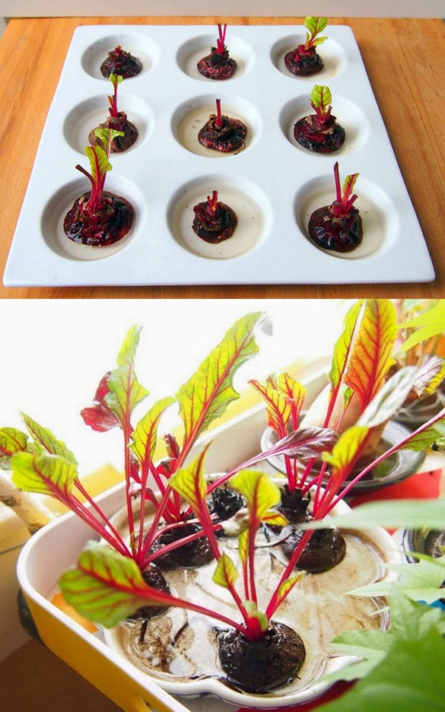 Regrow beets from scraps
